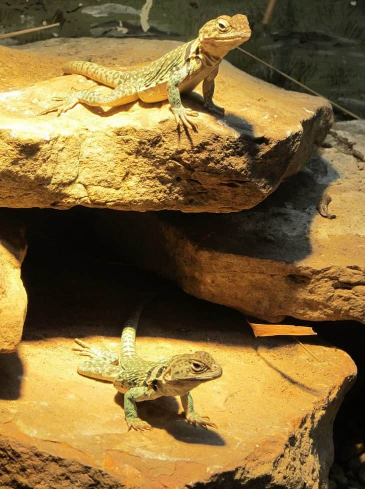40 Leopard Gecko That Are Cuter Than You Expect - Facts.net