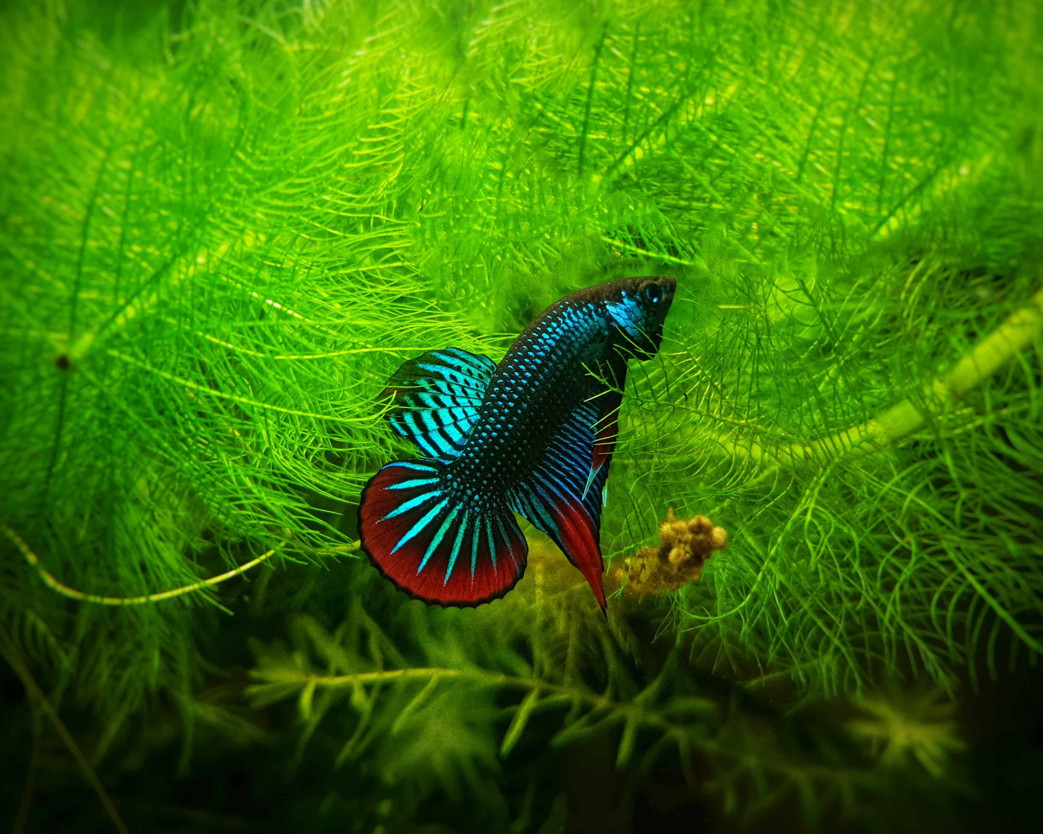 40 Types of Betta Fish Too Beautiful To Miss 