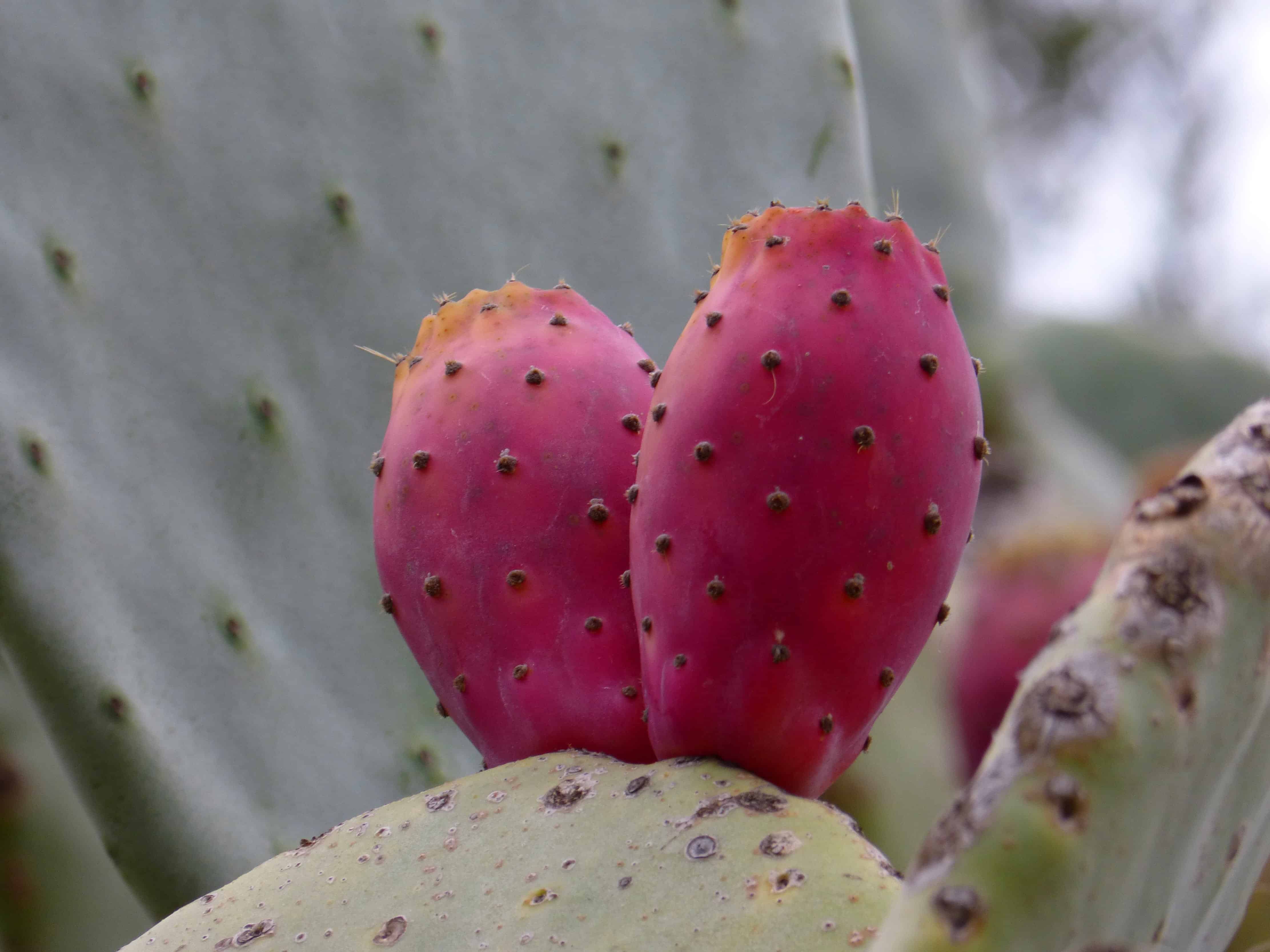 cactus fruit, strawberry flavor, saguaro cactus facts