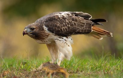 https://facts.net/wp-content/uploads/2021/09/red-tailed-hawk-410x260.jpg