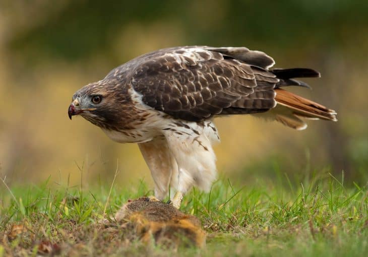 Red Tailed Hawk facts