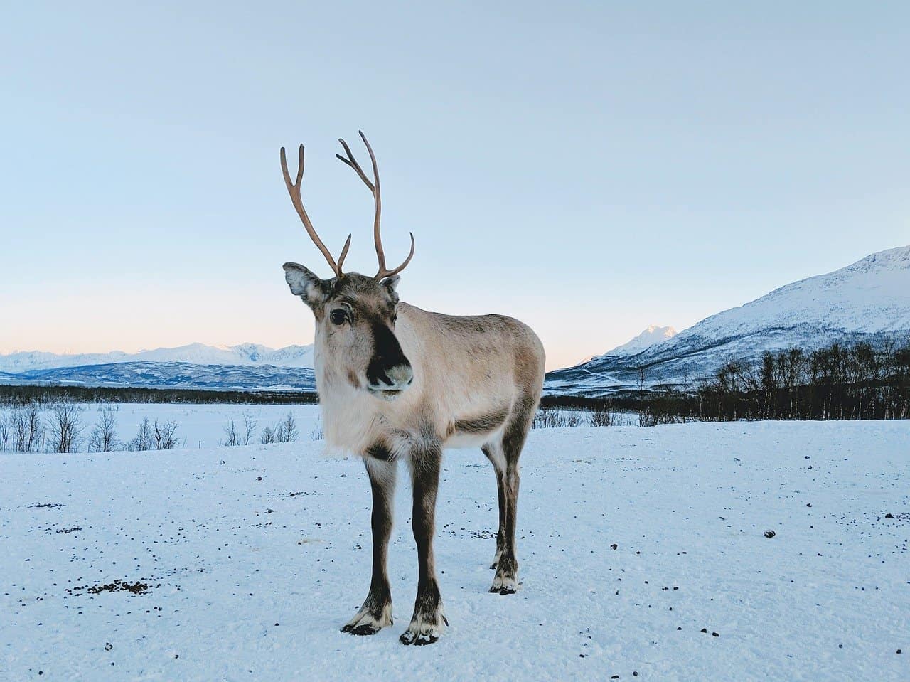 40 Reindeer Facts More Than Just About Rudolph - Facts.net
