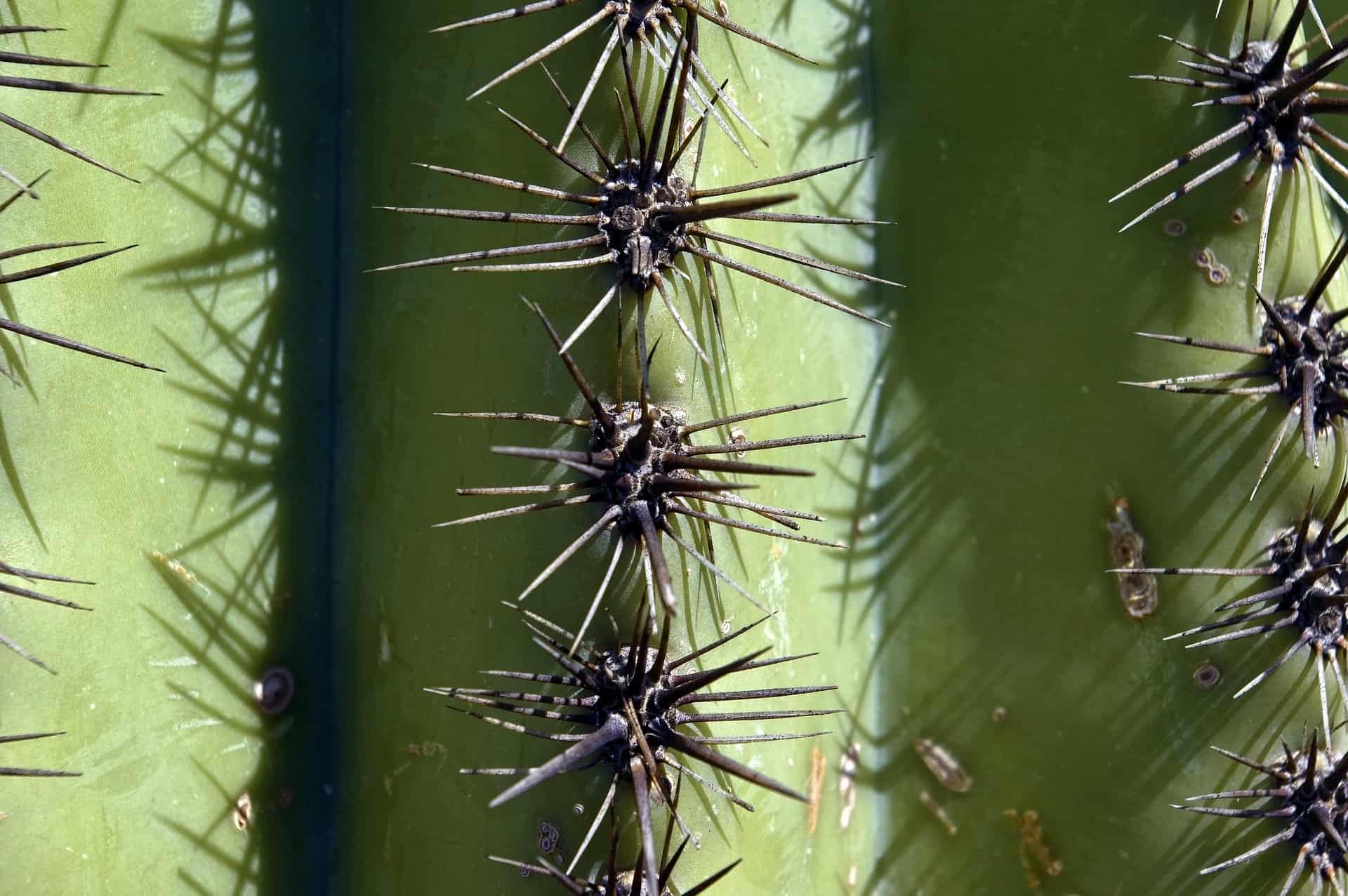 Saguaro Facts for Kids