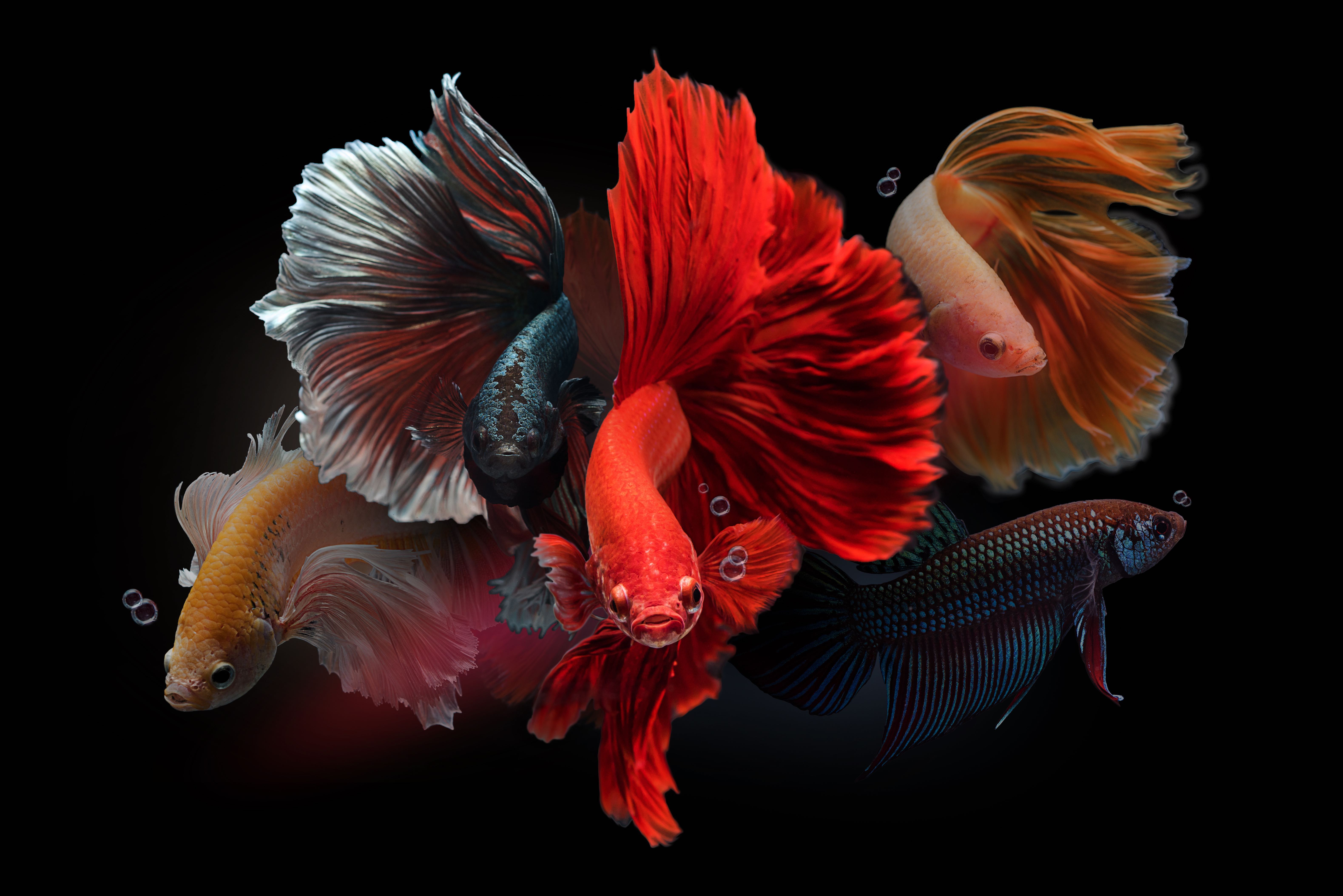 40 Types of Betta Fish Too Beautiful To Miss - Facts.net