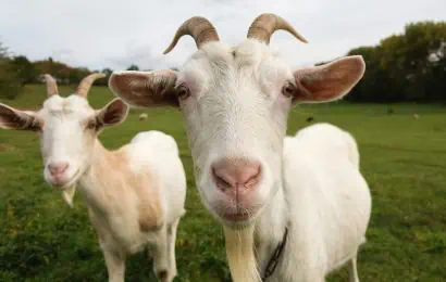 50 Goat Facts That Makes You Go Baa 