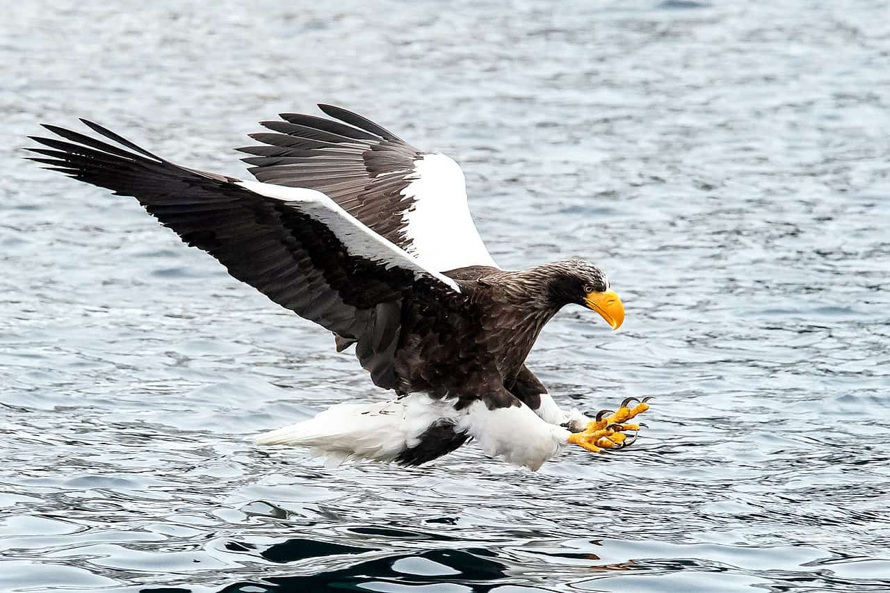 Steller's sea eagle fishing