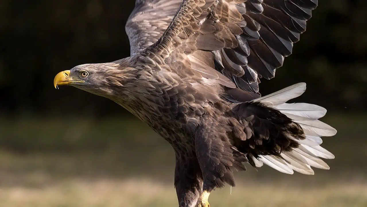 White tailed eagle