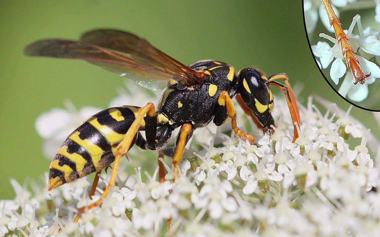 wasp on a flower
