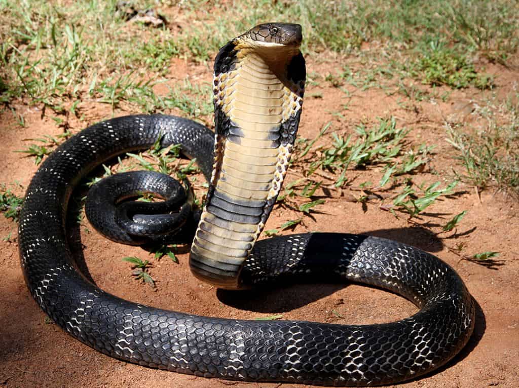 20 Most Venomous Snakes in the World - Facts.net