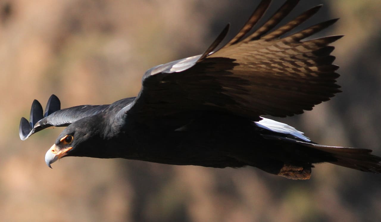 black bird