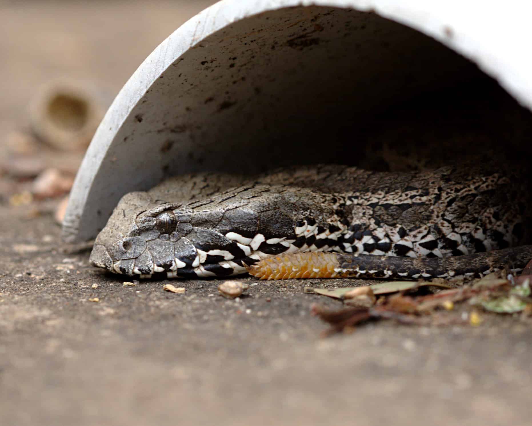 Common death adder