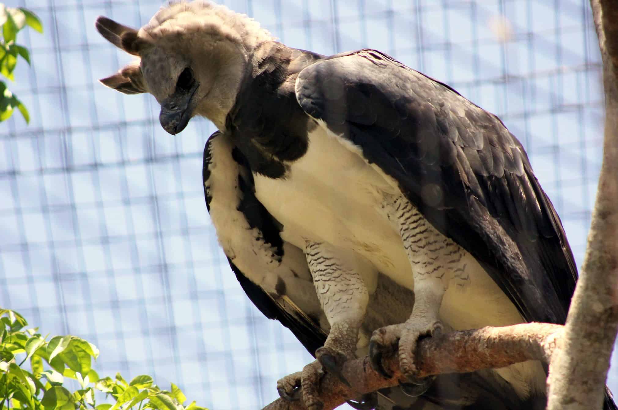 Haast's eagle: Extinct New Zealand bird was part-eagle part-vulture