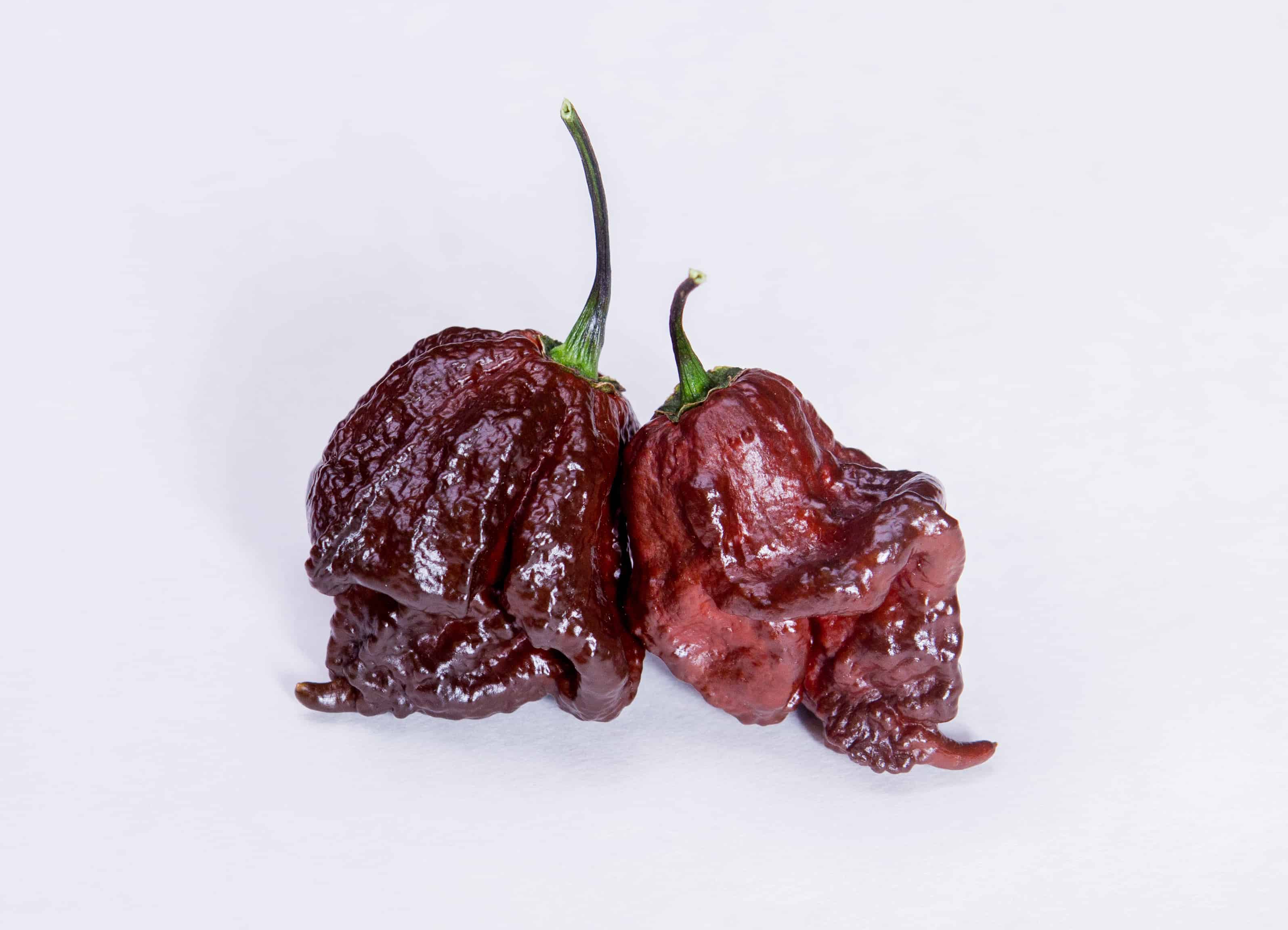 PEPPER X UNOFFICIAL WORLD HOTTEST PEPPER - 10 seeds, 3,180,000 SHU