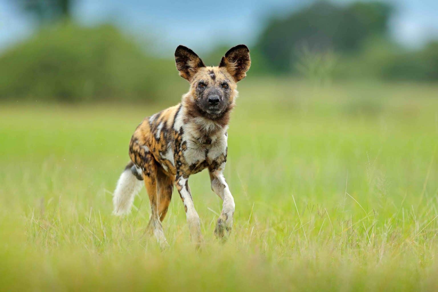 African Wild Dog Facts African Wild Dog Facts