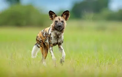 30 African Wild Dog Facts You Cannot Miss 
