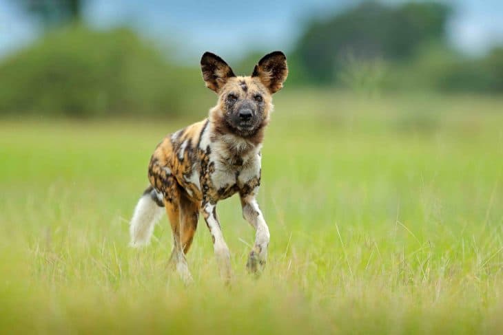 African Wild Dog facts