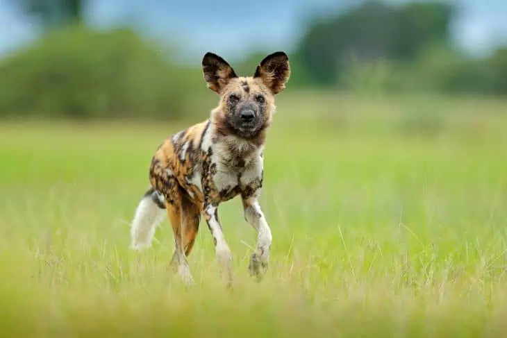 why are african wild dogs important