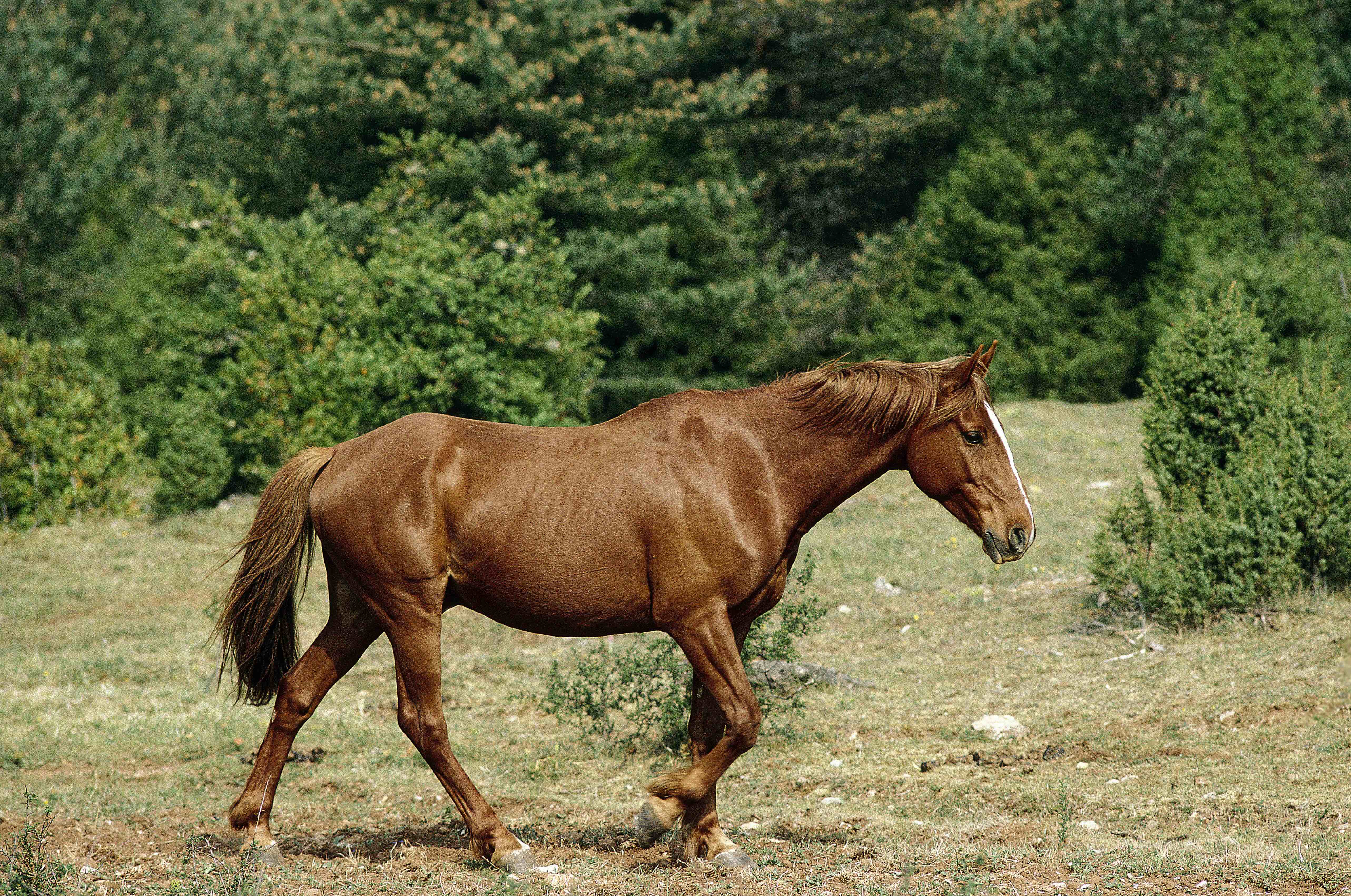 Barb horse