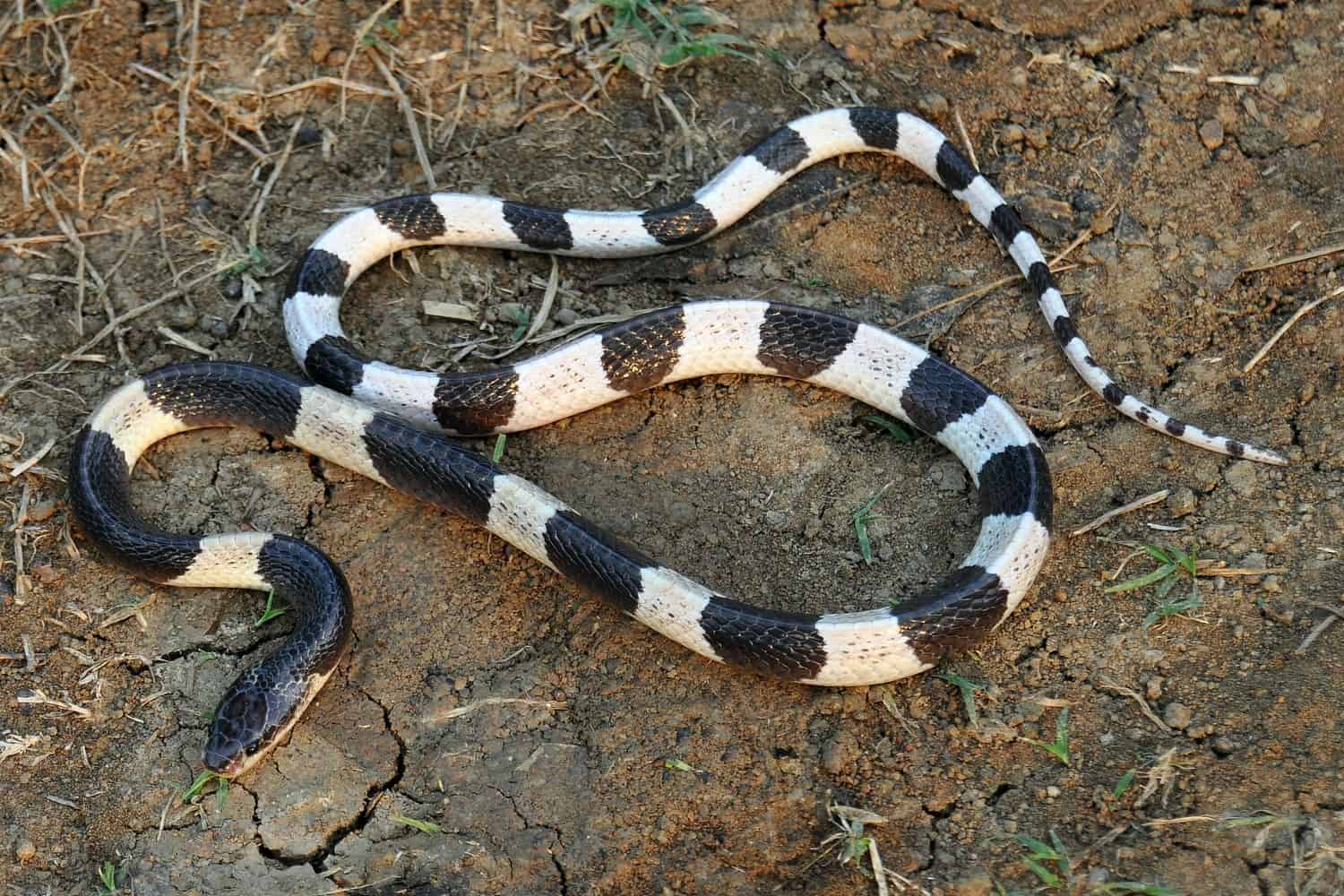 Snake Catcher Bitten By a Venomous Black Mamba After Rescuing It, Dog  Suffered The Same After Boomslang Encounter