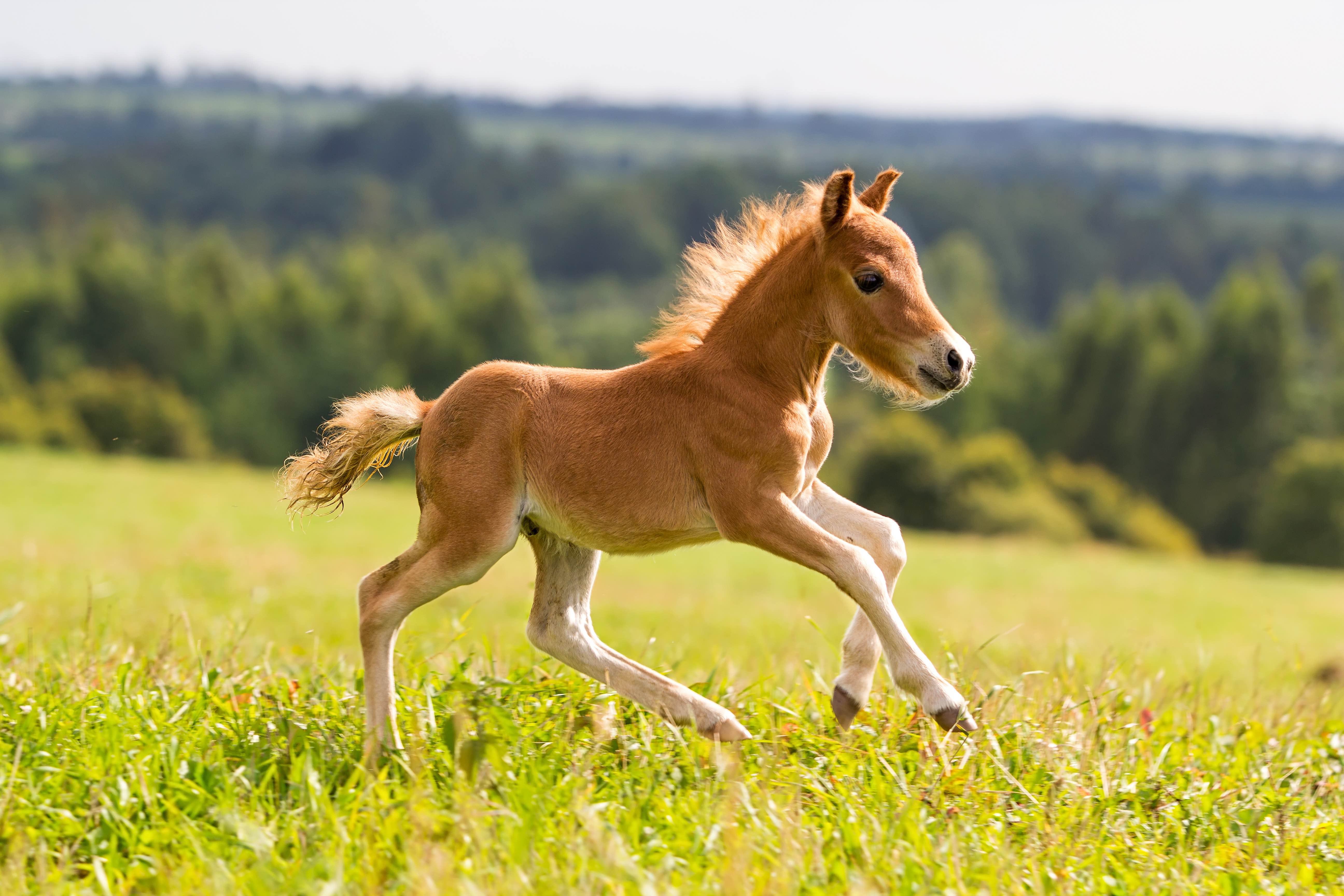 A horse. Жеребенок. Жеребенок бежит. Лошадь конь жеребенок. Жеребенок фото.