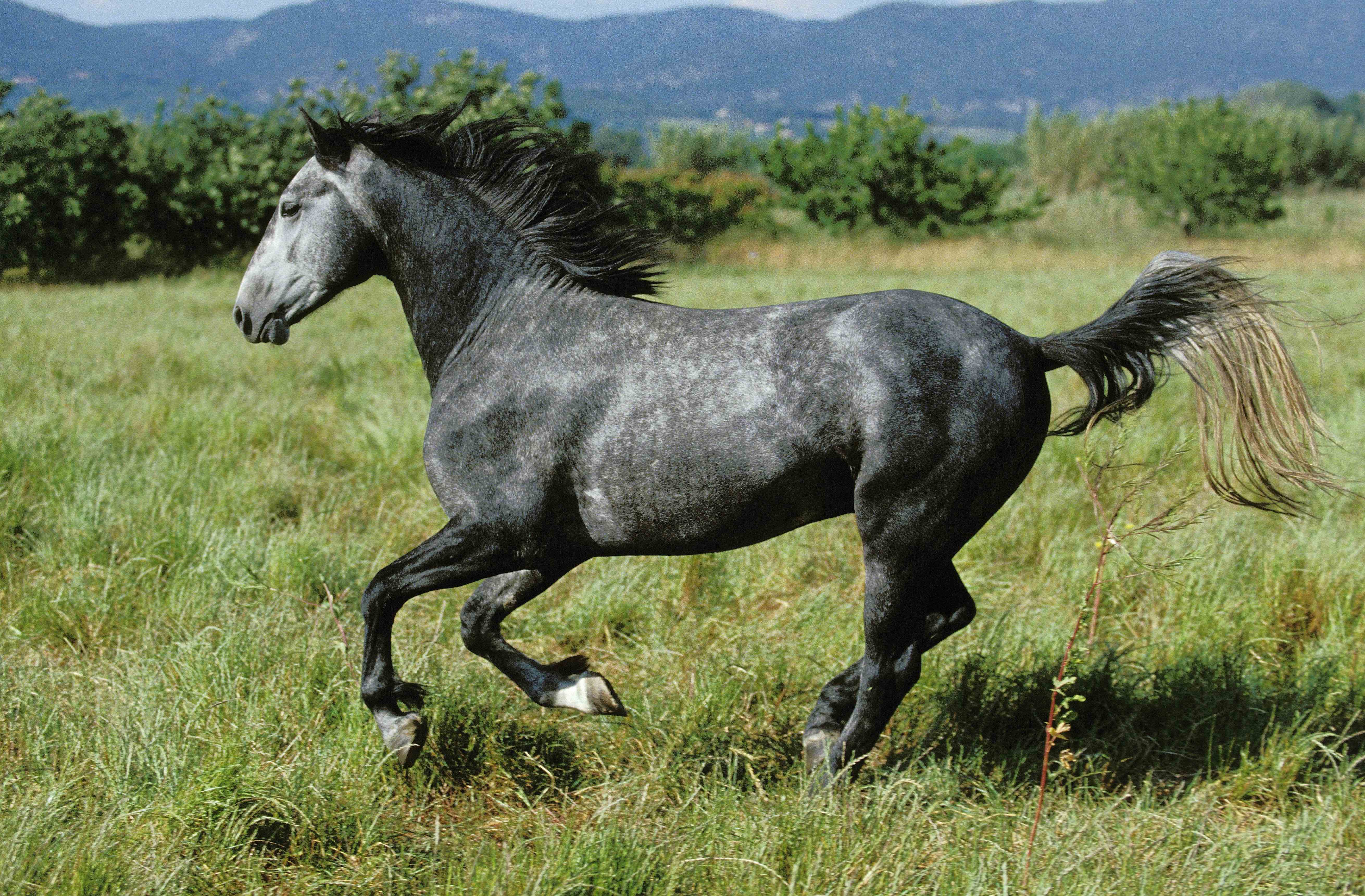 Dapple Grey Horses: Facts, Breeds, Origins, and Colors