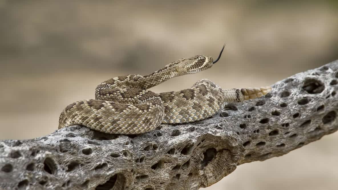 Mojave Rattlesnake