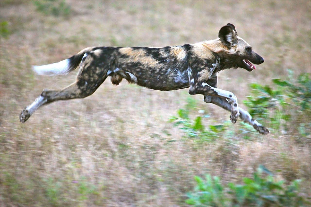 African wild dog facts