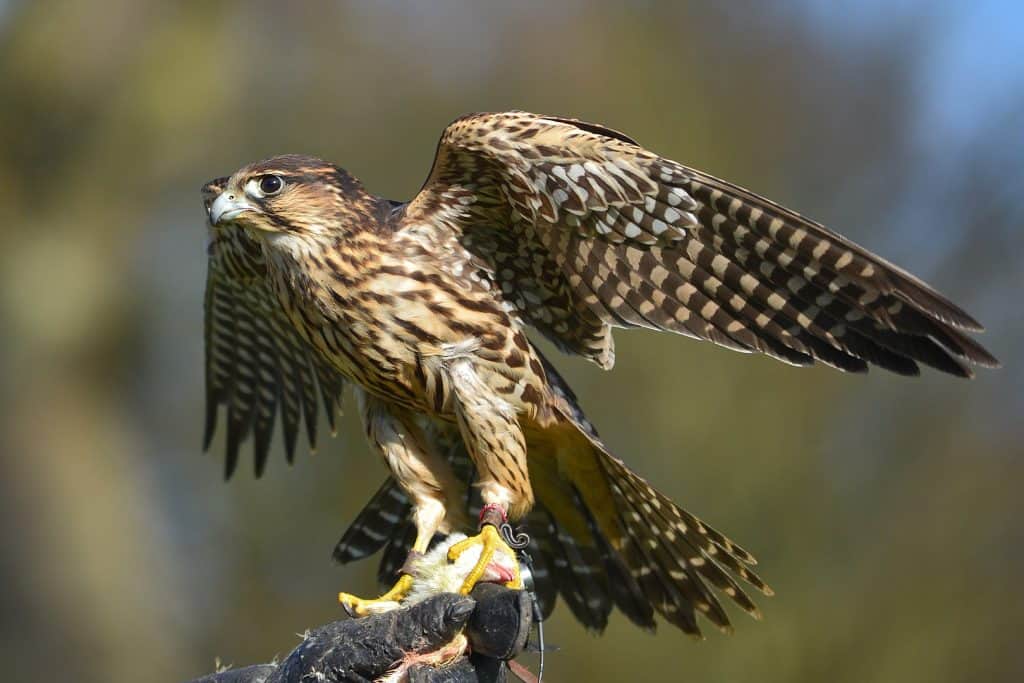 30 Peregrine Falcon Facts: Fastest Soaring Bird in the World - Facts.net