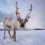 Portrait of a reindeer with massive antlers, reindeer facts