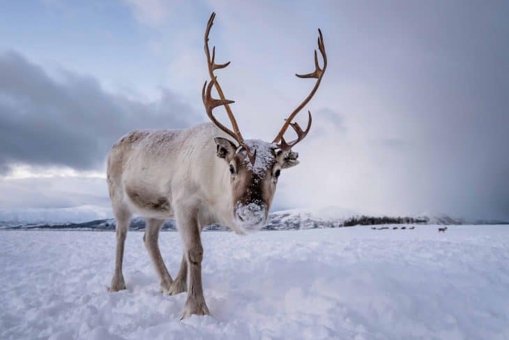 Portrait of a reindeer with massive antlers, reindeer facts