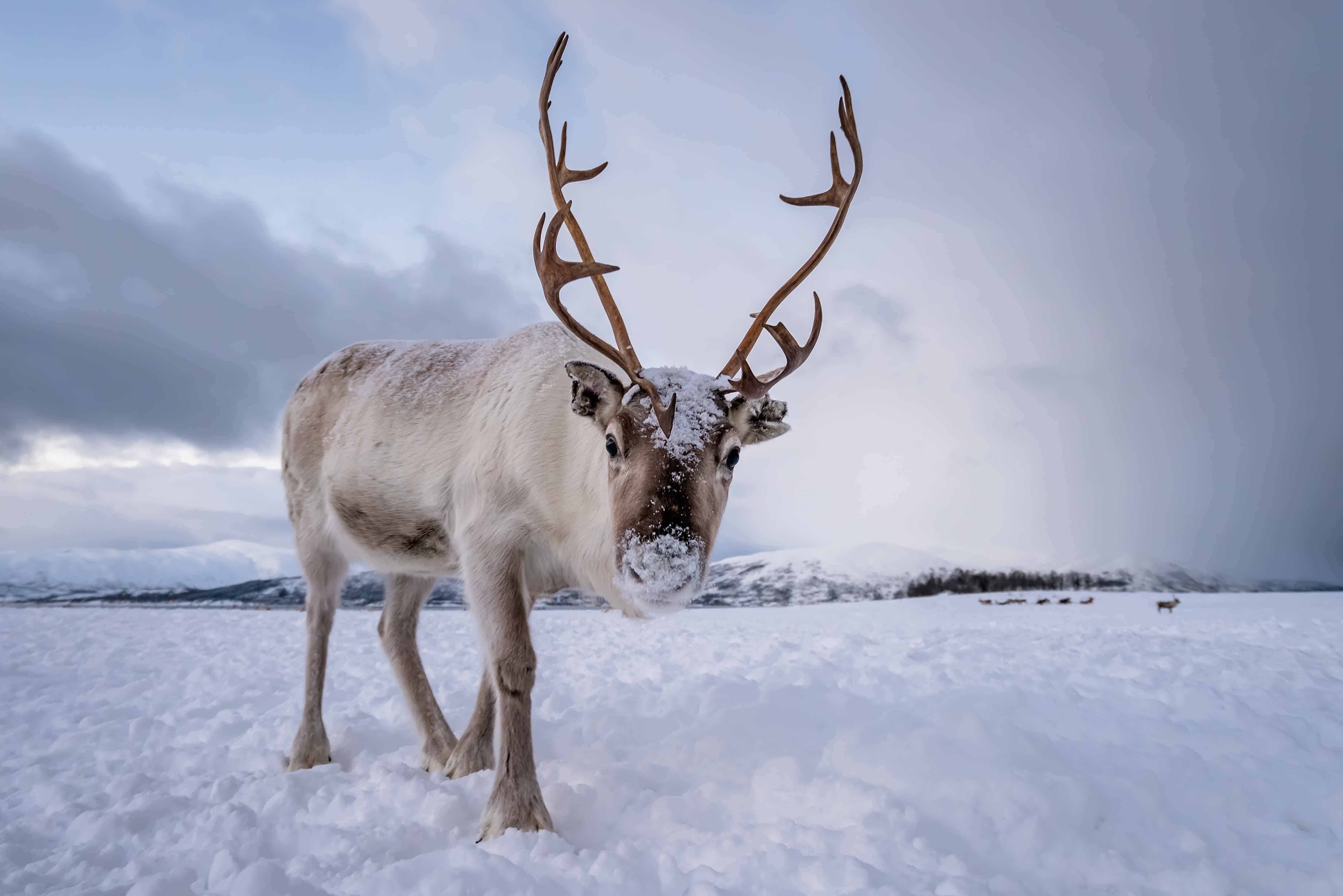 Fun Facts About Reindeer Antlers