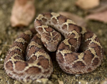 20 Most Venomous Snakes in the World - Facts.net