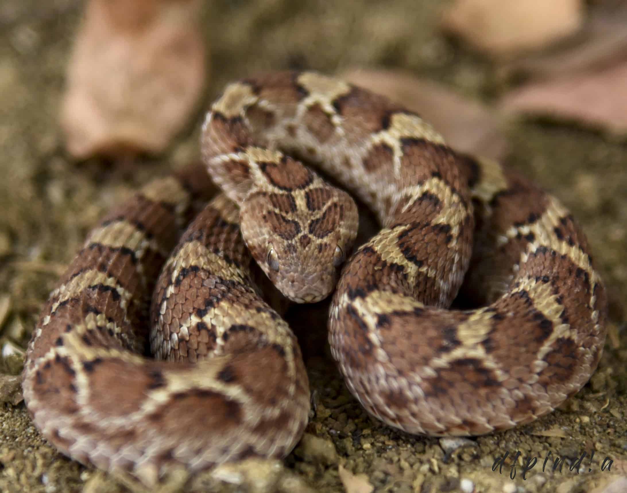 Saw scaled viper