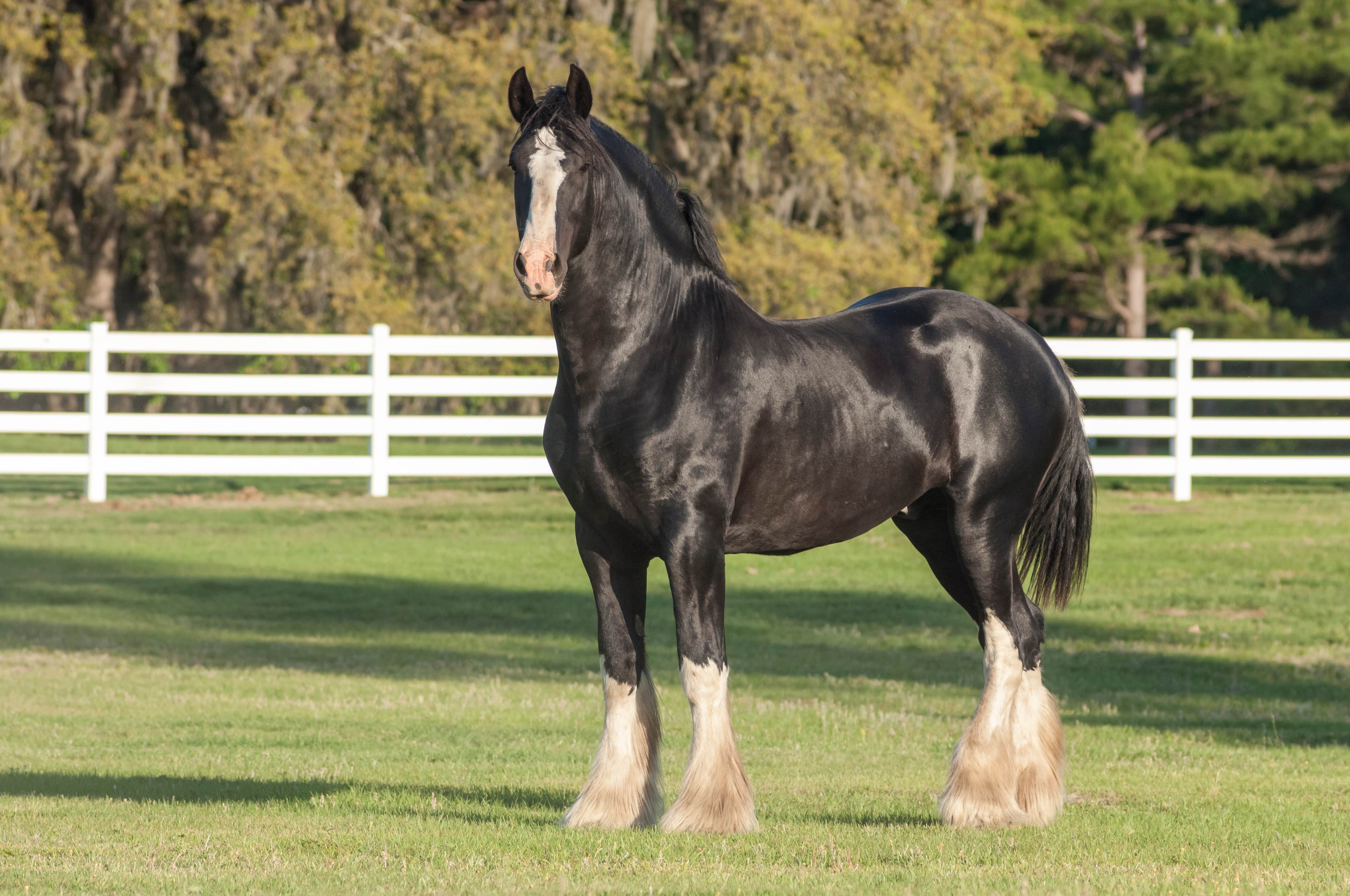 24 Types of Draft Horses Ranked By Their Enormous Size - AZ Animals