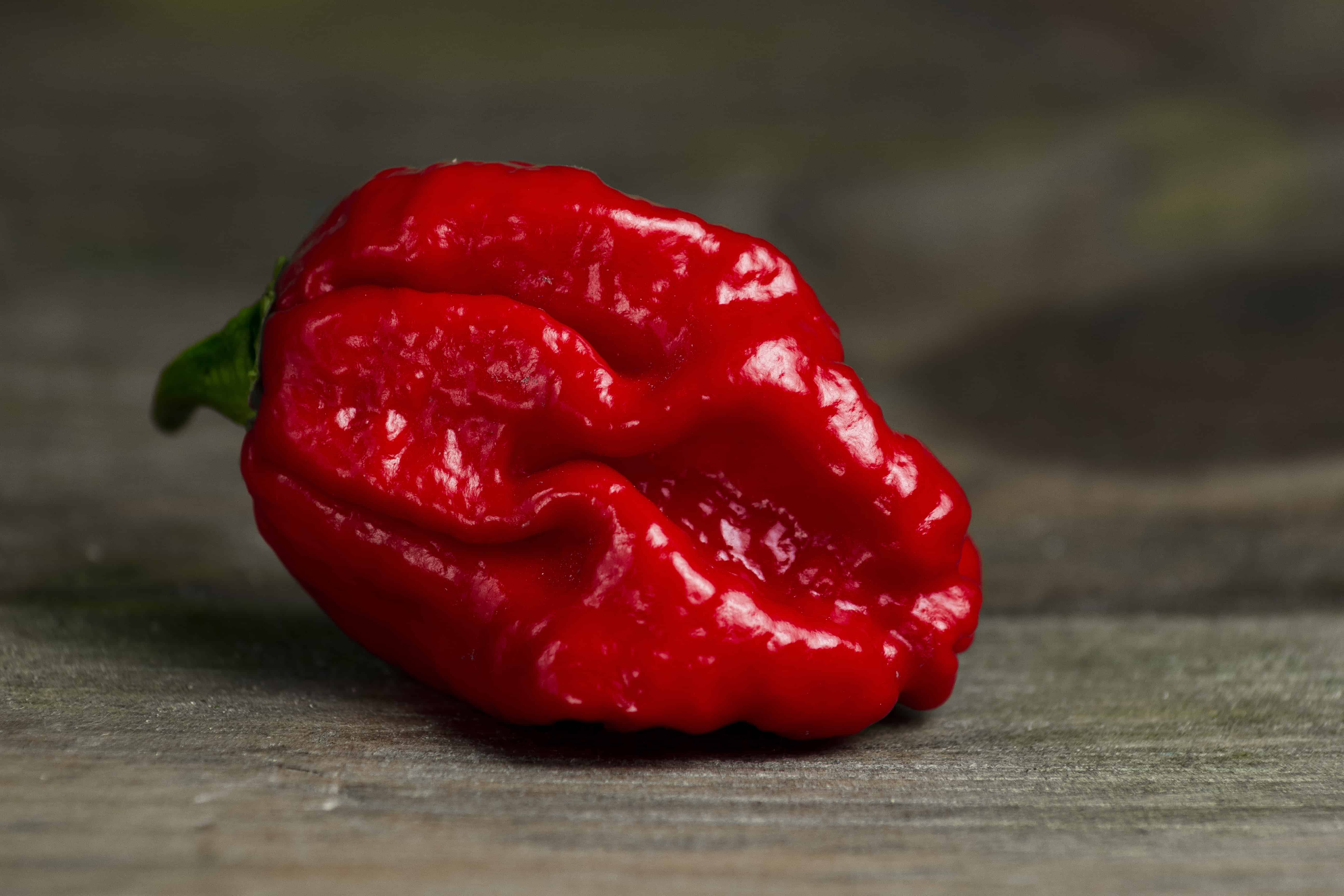 PEPPER X UNOFFICIAL WORLD HOTTEST PEPPER - 10 seeds, 3,180,000 SHU