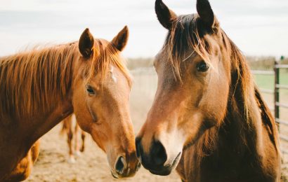 24 Types of Horses Sorted By Class 