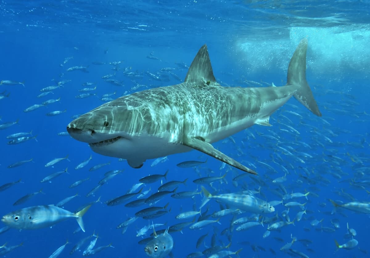 Types of sharks: Great white shark