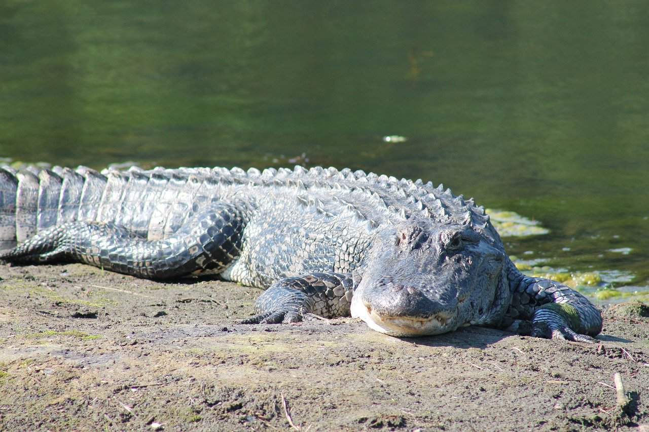 50 Facts About Alligators Less Scary Than We Imagine- Facts.net