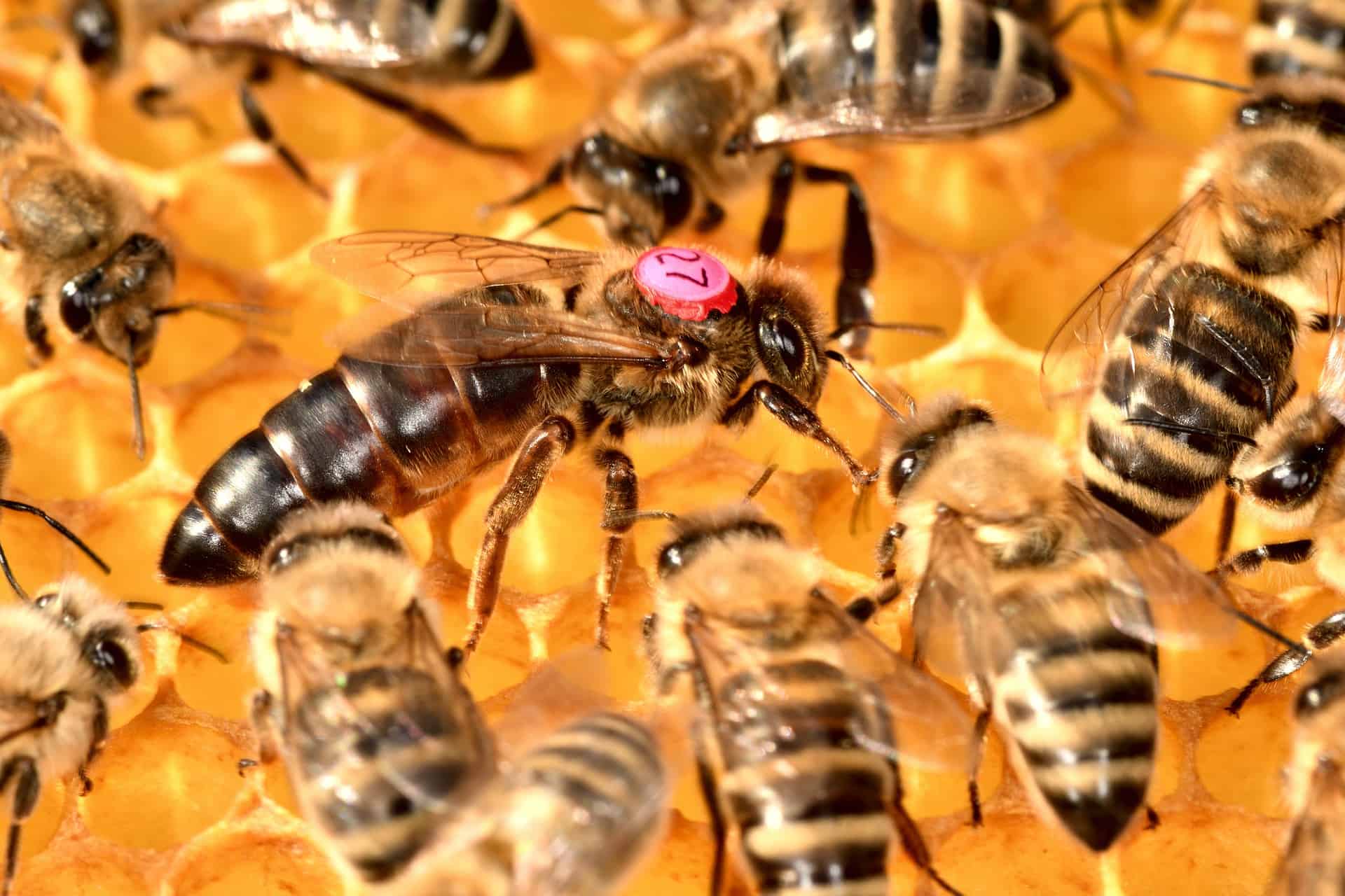 50 Honey Bee Facts That Are Too Sweet To Miss 