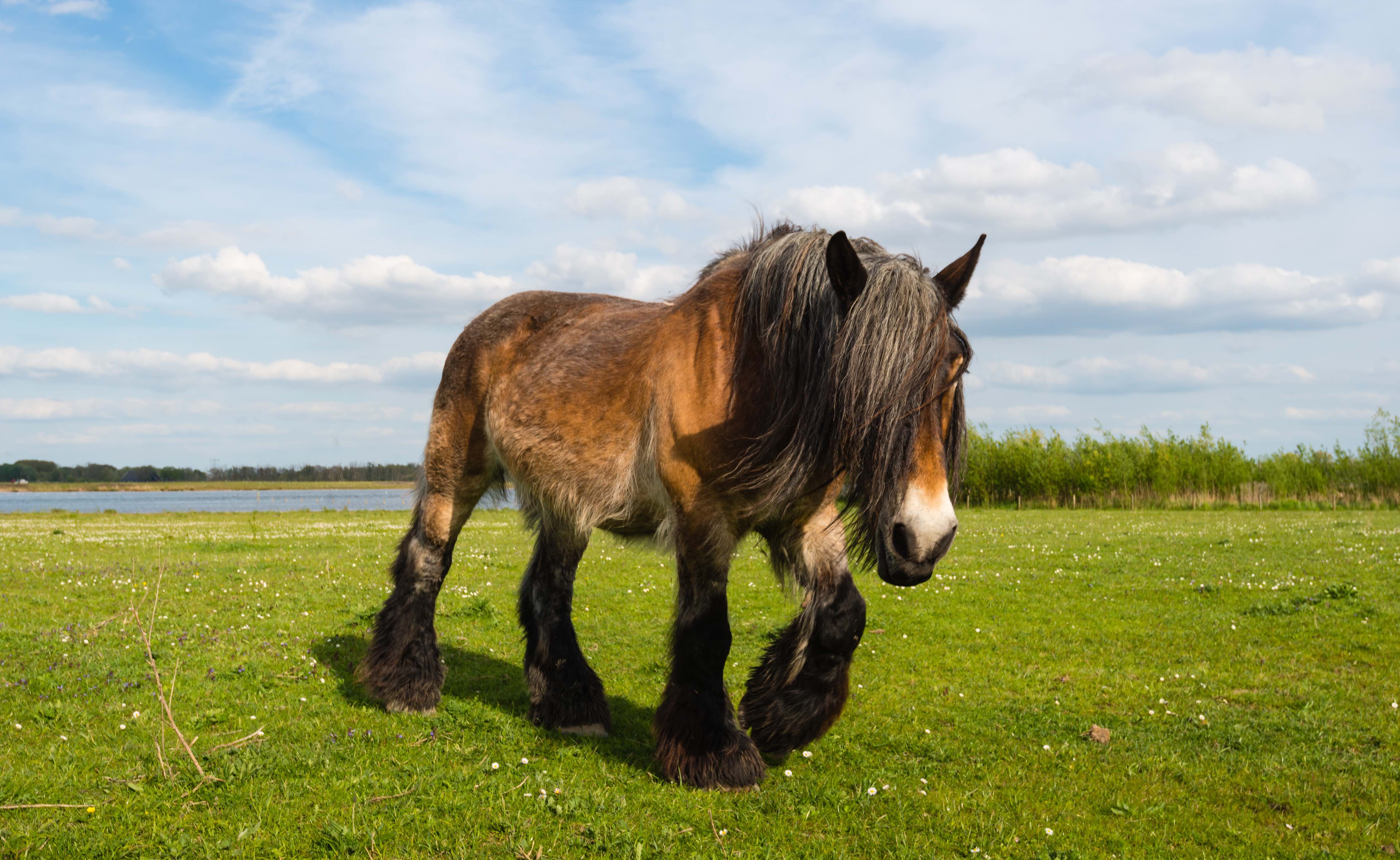 belgian horse