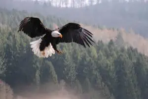10 Largest Eagles in the World 