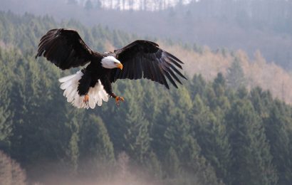 10 Largest Eagles in the World 