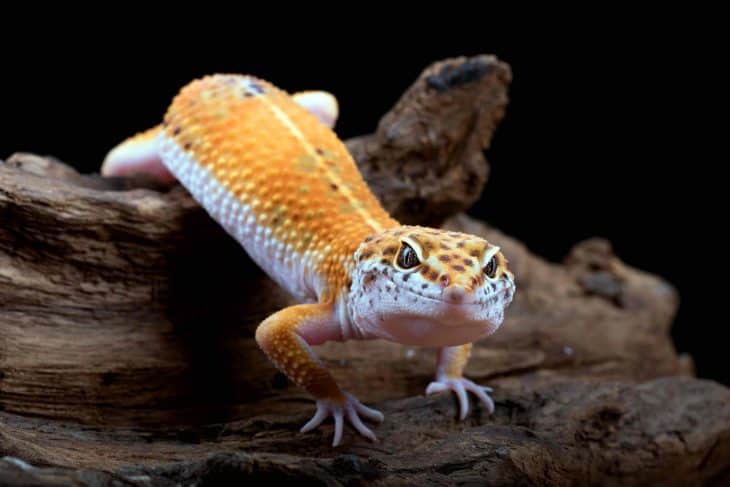 leopard gecko on a log, leopard gecko facts