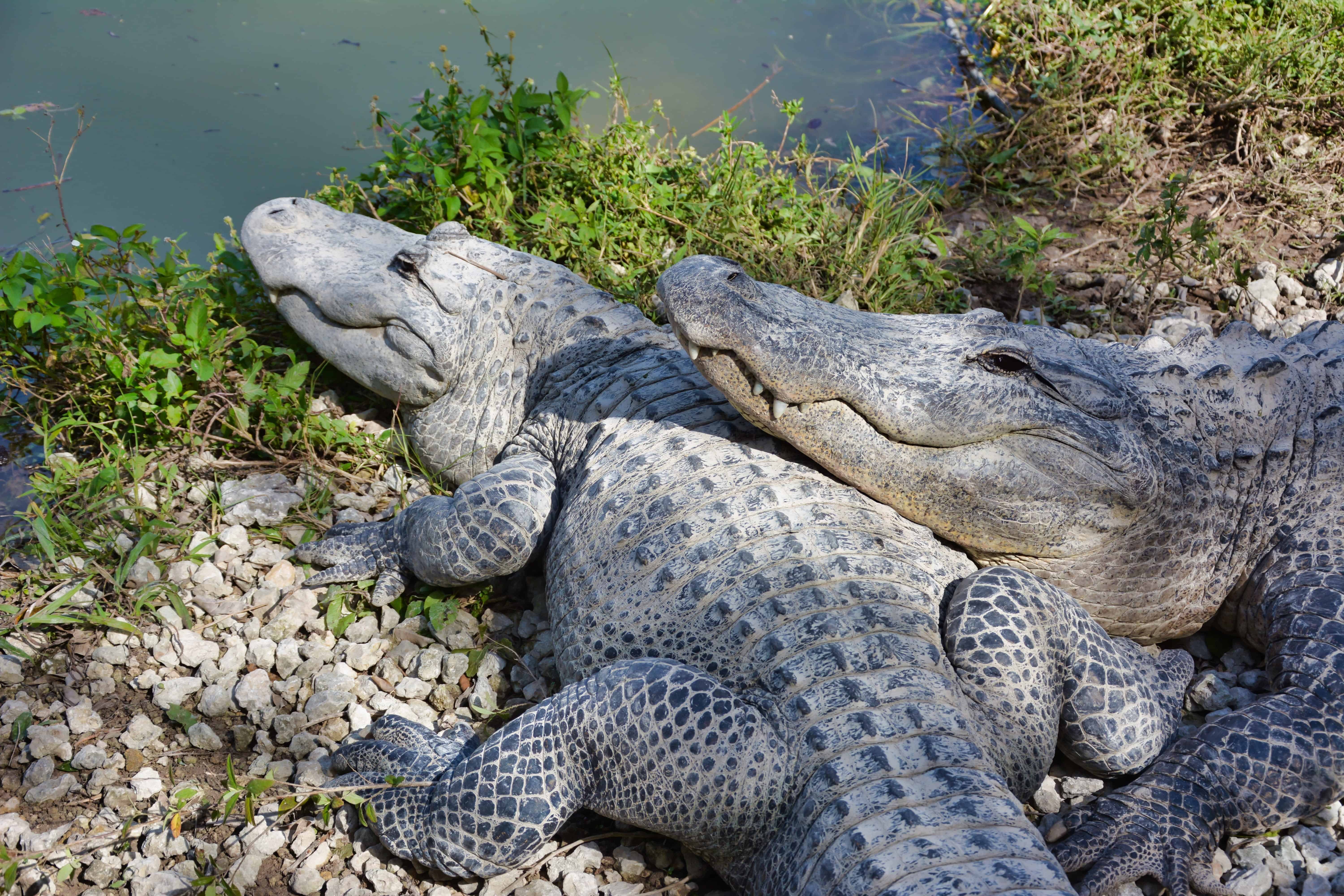 50 Facts About Alligators Less Scary Than We Imagine- Facts.net