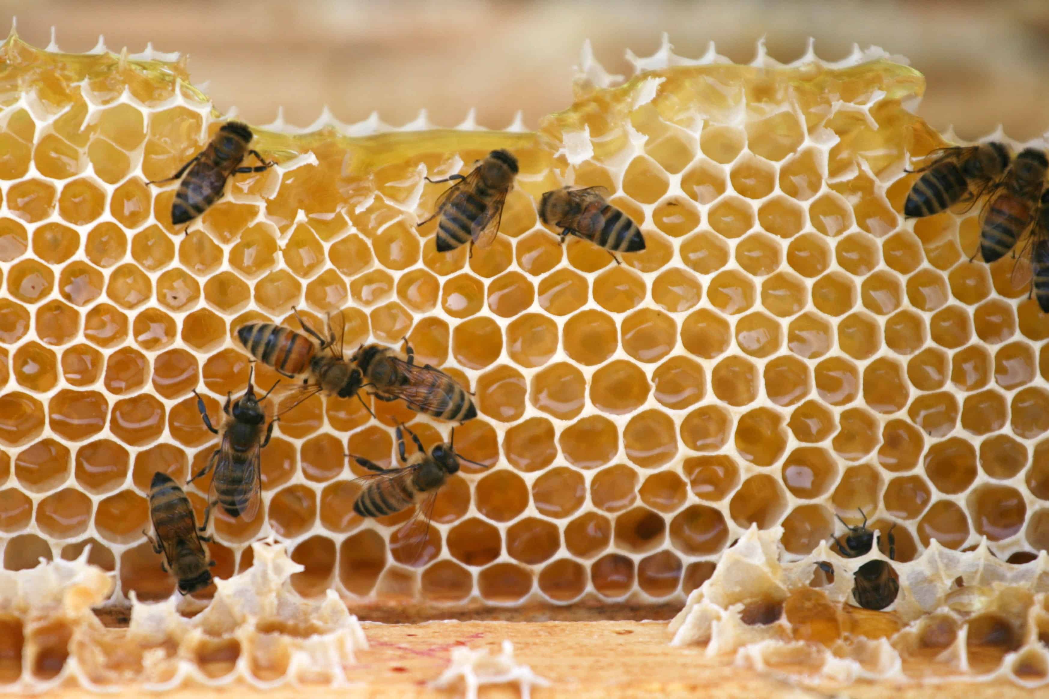 Queen Bee: Facts & Curiosities of the Queen Honey Bee