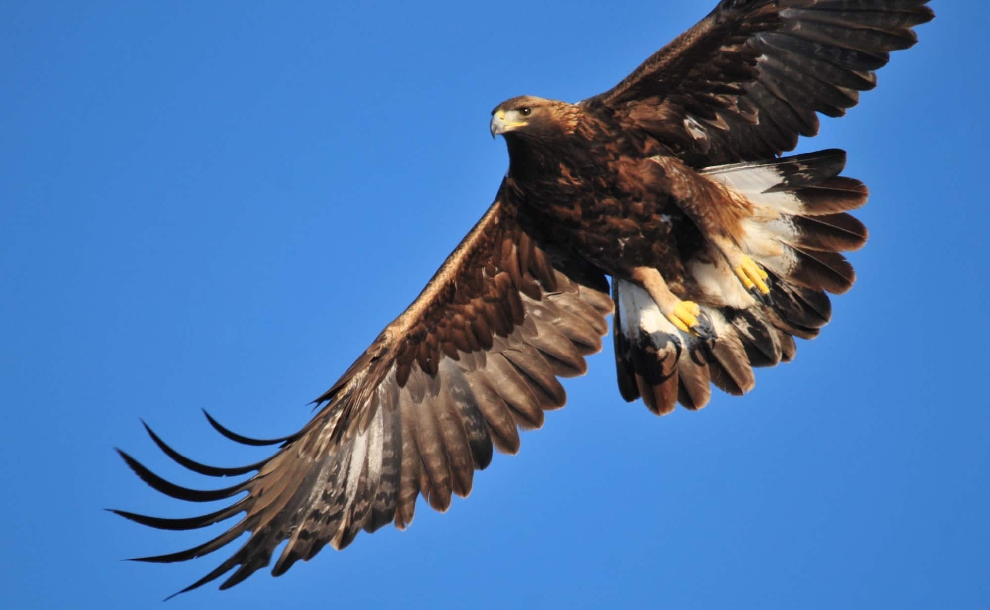 Golden Eagle soaring in the sky