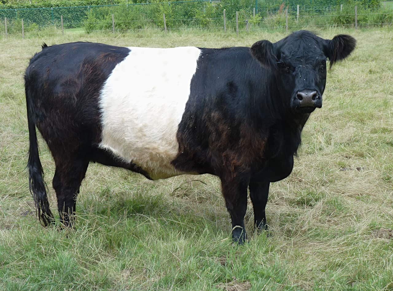 28-types-of-cows-and-bulls-by-uses-facts