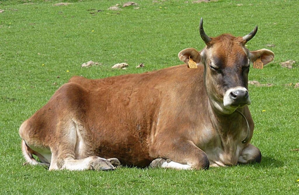 28 Types of Cows and Bulls by Uses - Facts.net