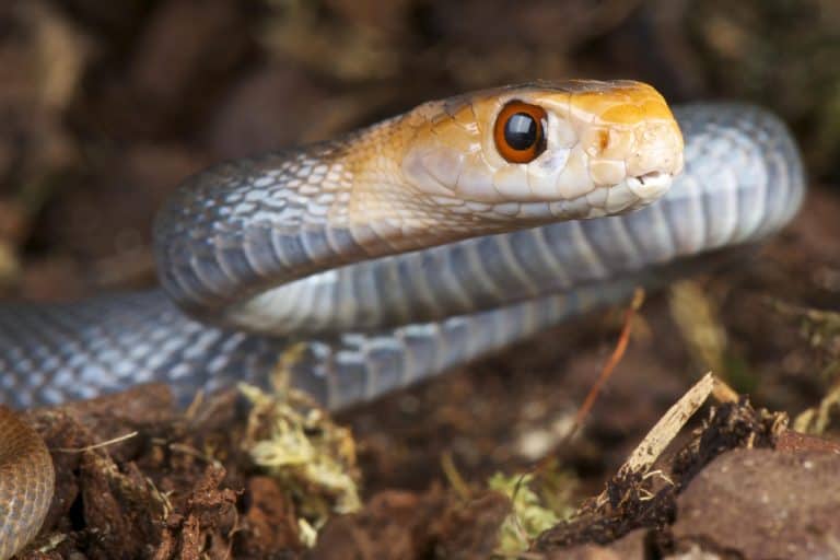 20 Most Venomous Snakes in the World - Facts.net