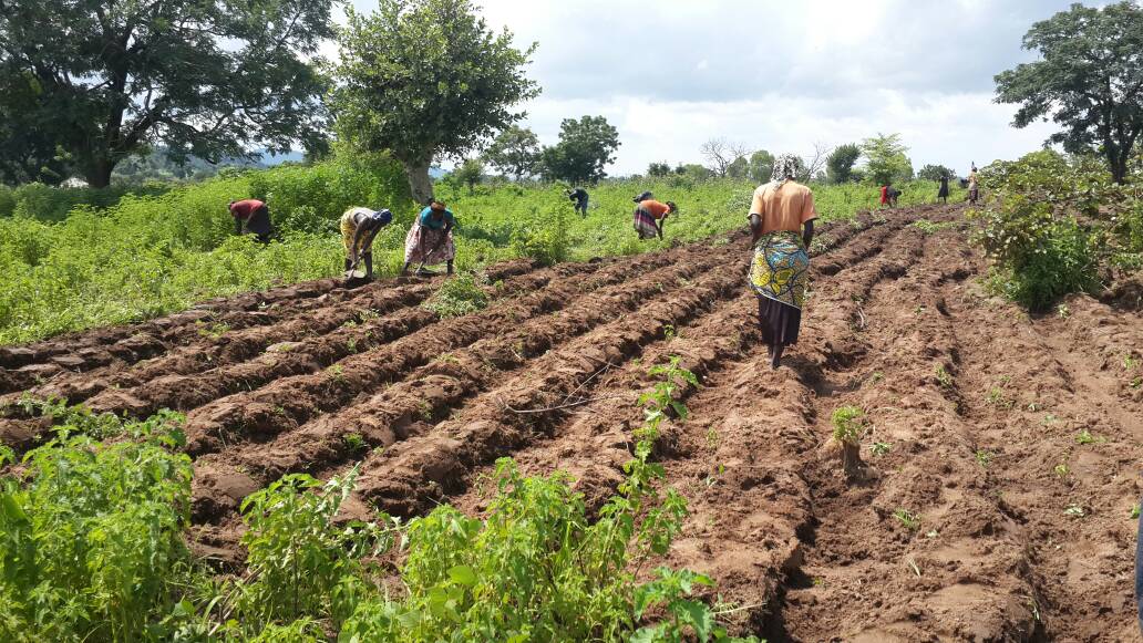 essay on farming in nigeria